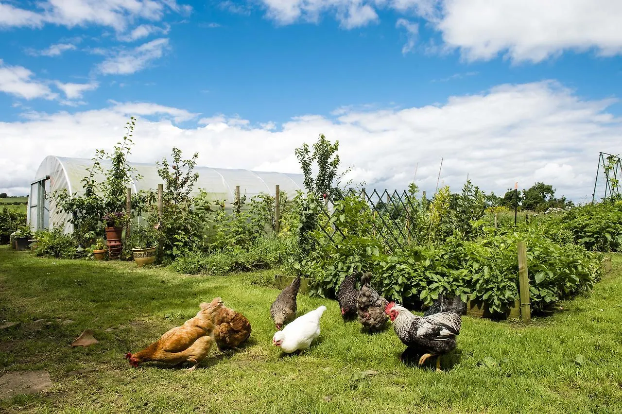 Peartree Hill Bed & Breakfast Dundonald   Dundonald (Down)